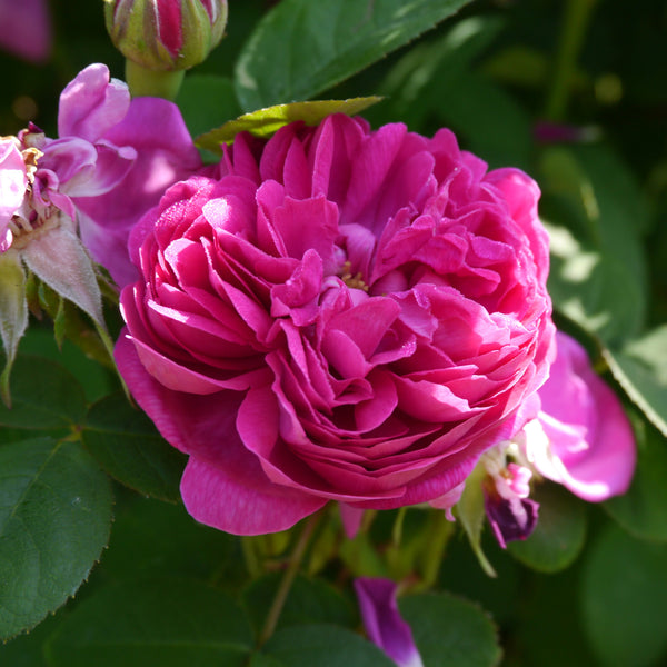 Strauchrose 'Rose de Resht' in Blüte