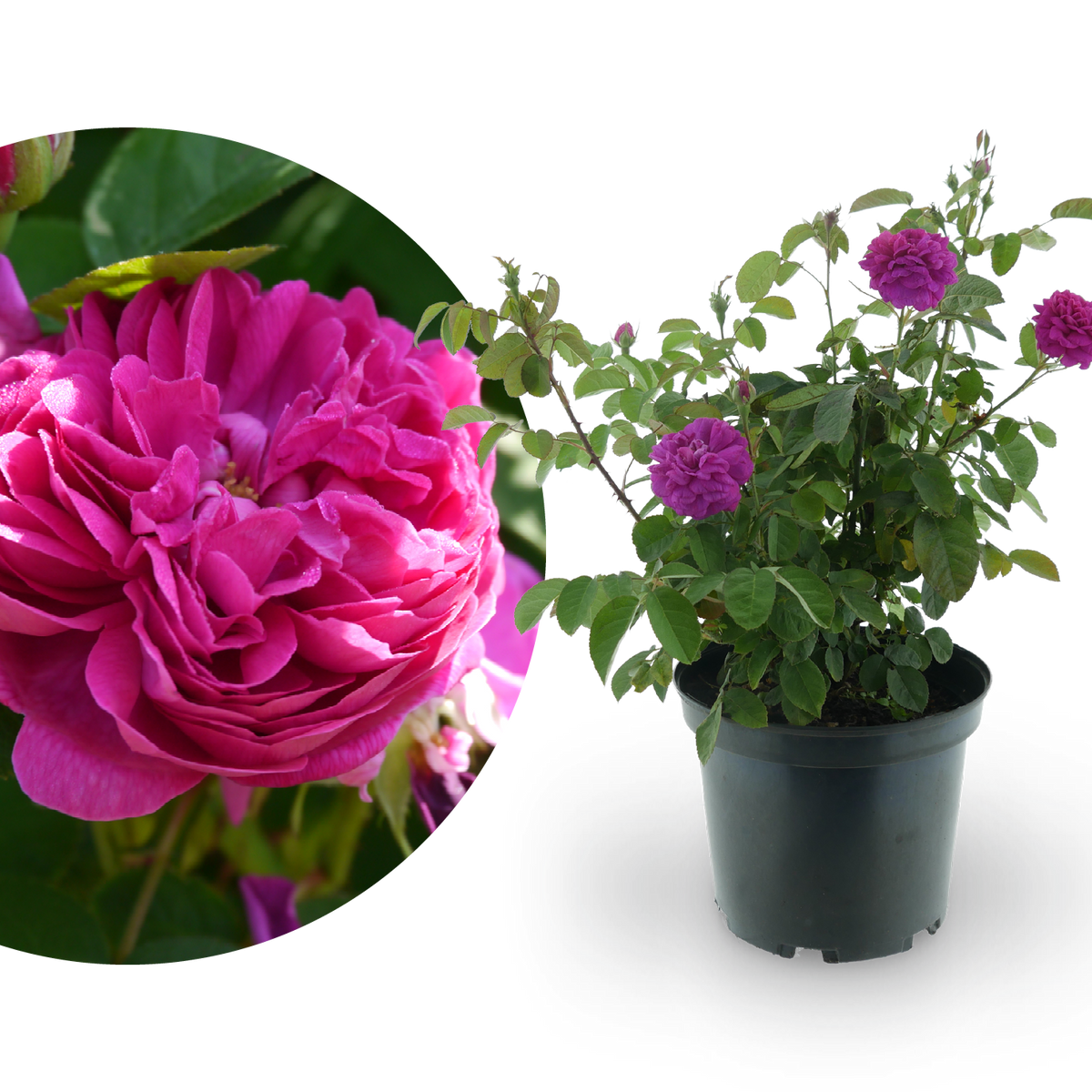 Strauchrose 'Rose de Resht' Purpur