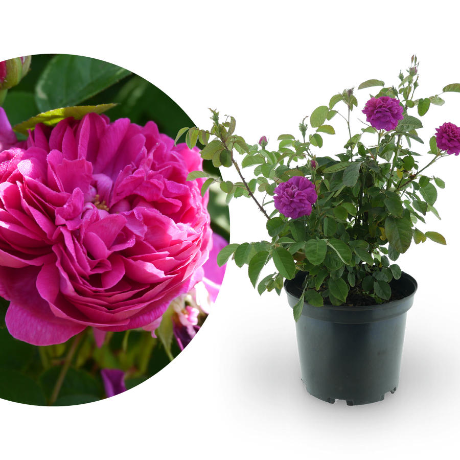 Strauchrose 'Rose de Resht' Purpur