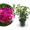 Strauchrose 'Rose de Resht' Purpur