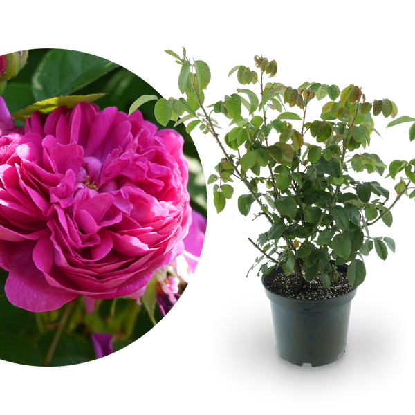 Strauchrose 'Rose de Resht' Purpur