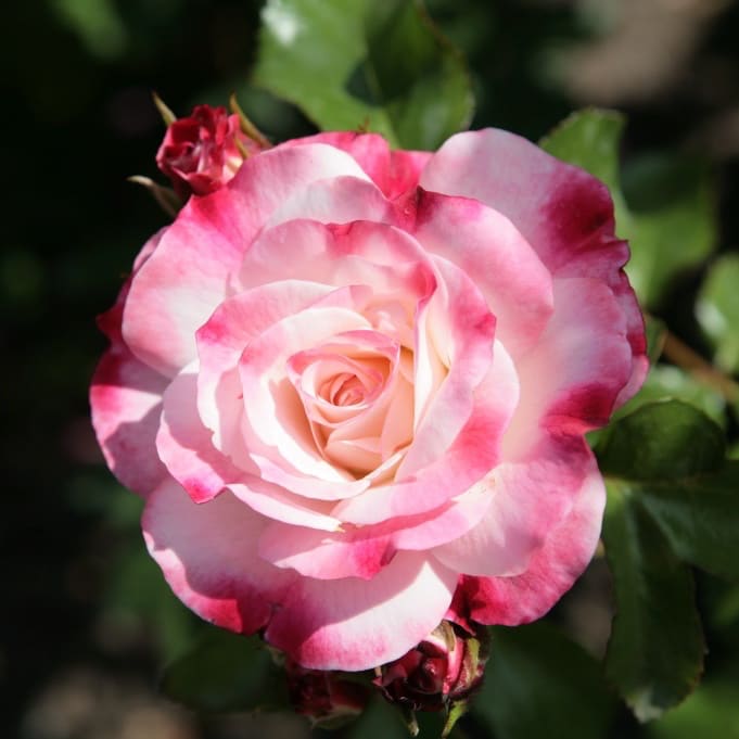 Strauchrose 'Rosenstadt Freising' Weiß-Rot