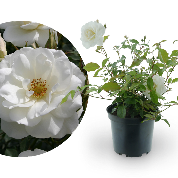 Strauchrose 'Schneewittchen'® Schneeweiß
