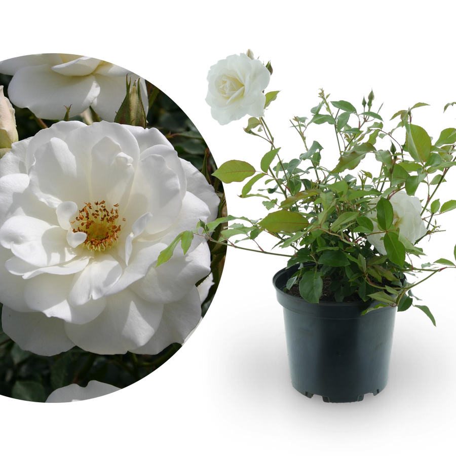 Strauchrose 'Schneewittchen'® Schneeweiß