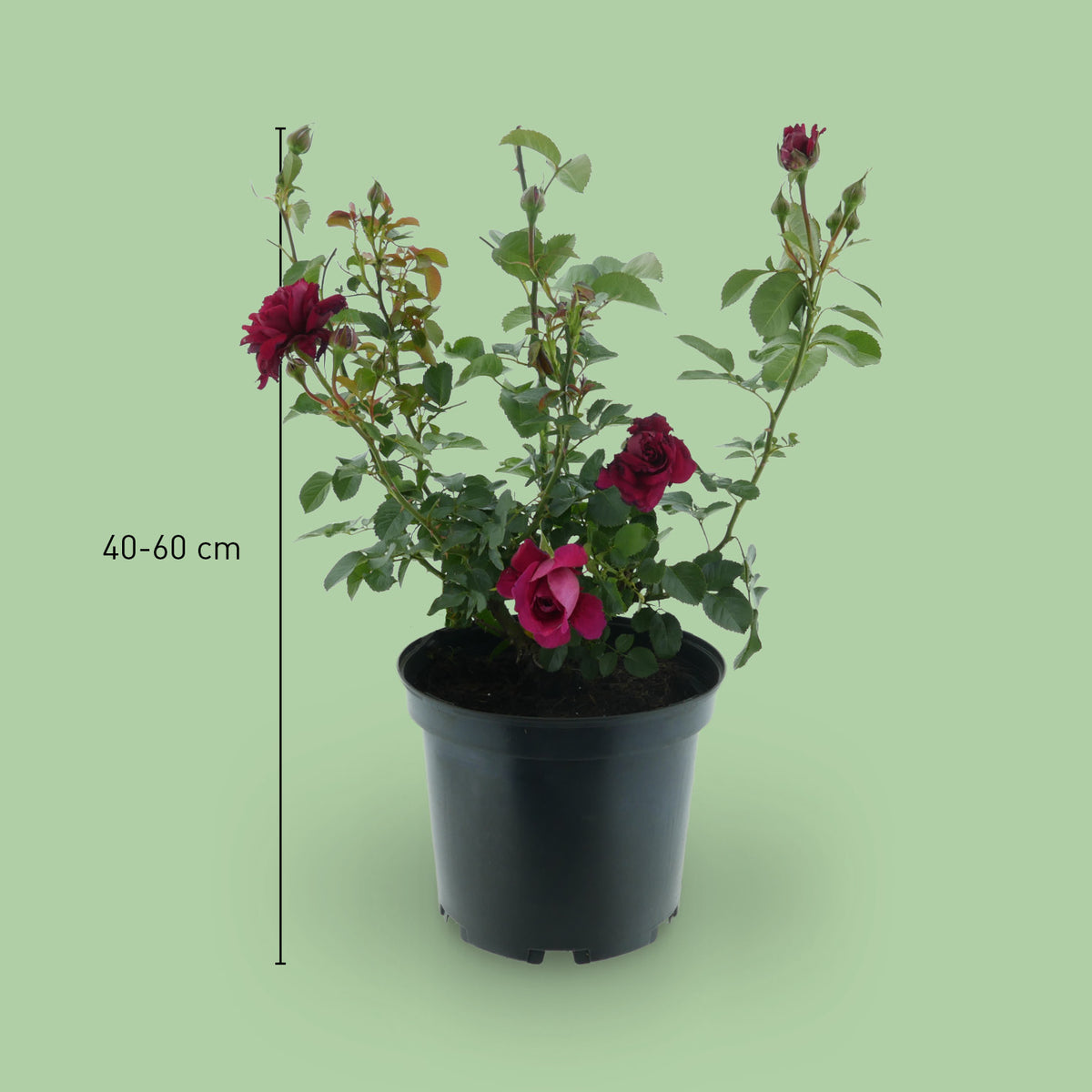 Größe der Strauchrose 'Soul'®