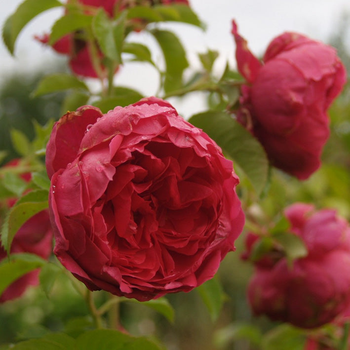 Strauchrose 'Soul'® in Blüte