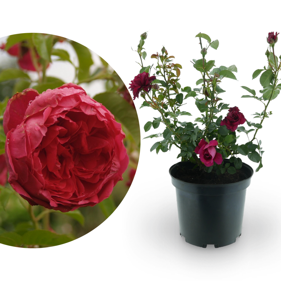Strauchrose 'Soul'® Purpurviolett