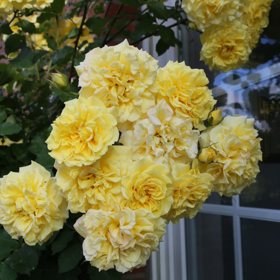 Strauchrose 'Sterntaler'® Mittelgelb