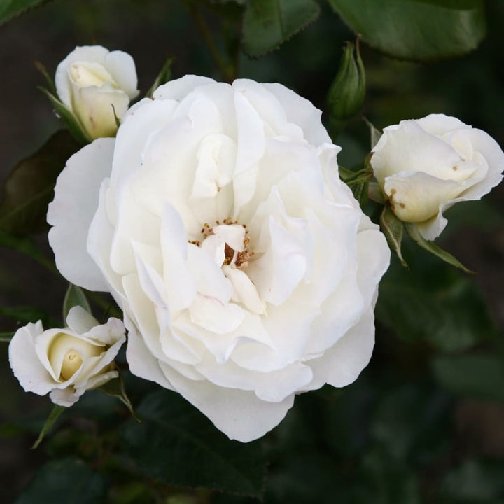 Strauchrose 'Weisse Wolke'® Weiß