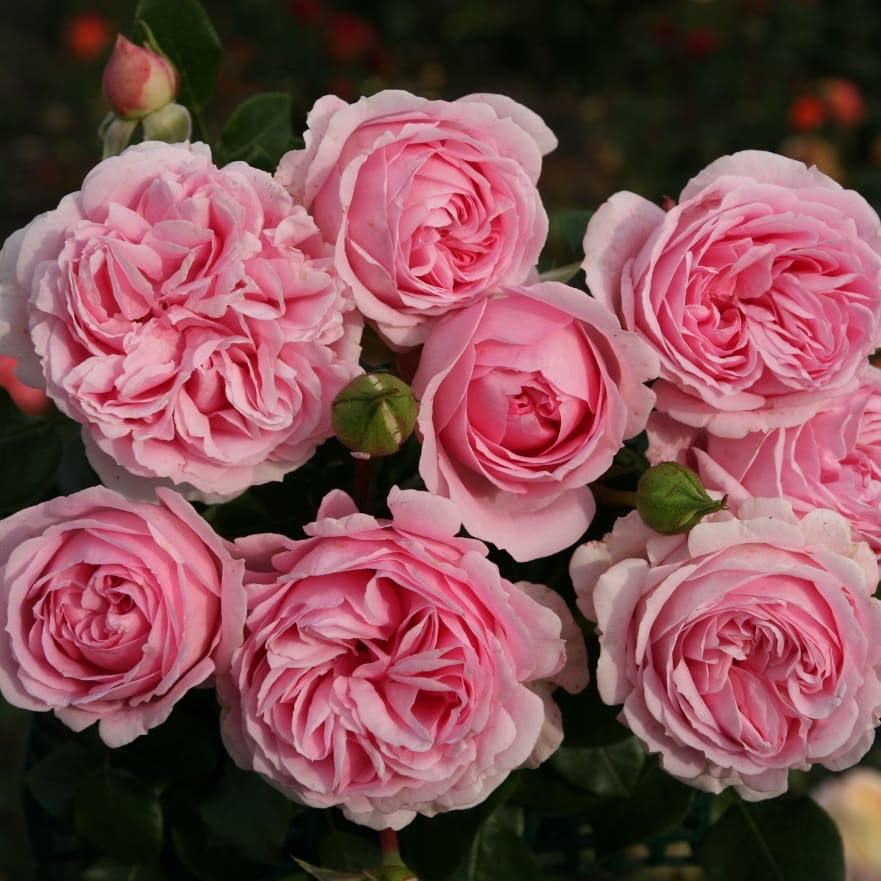 Strauchrose 'Wellenspiel'® Rosa