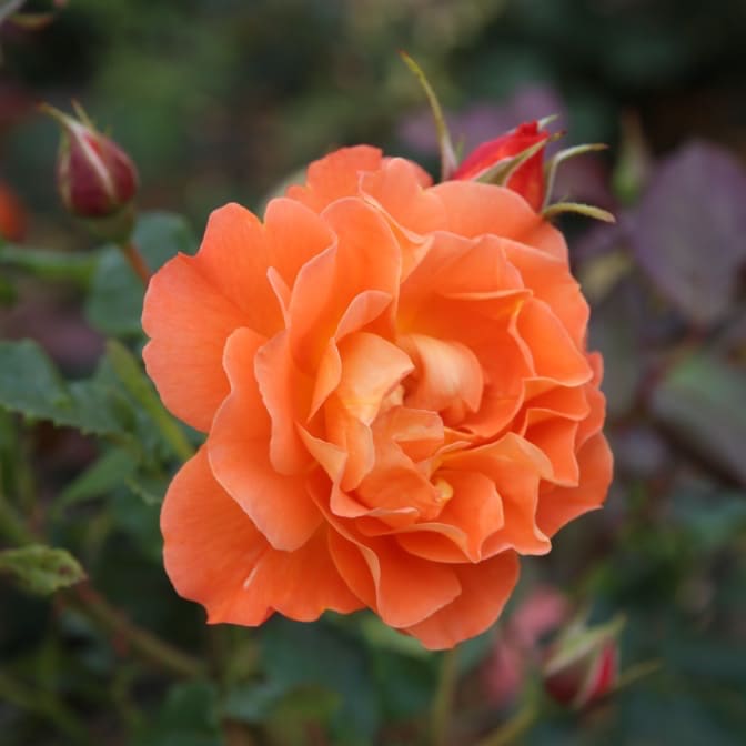 Strauchrose 'Westerland'® Kupferorange