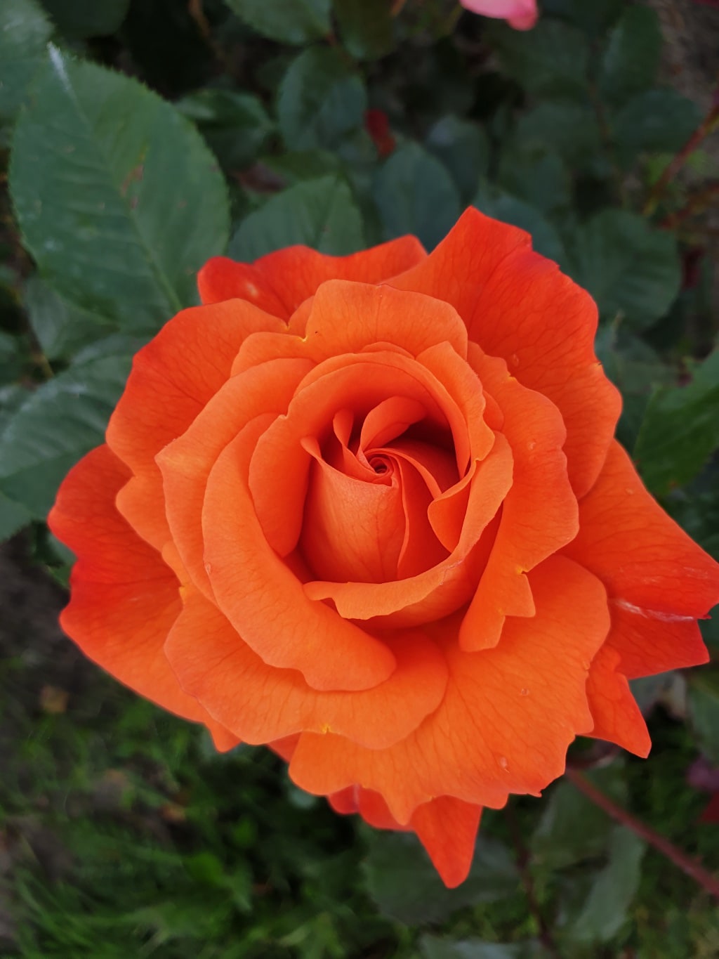 Strauchrose 'Westerland'® Kupferorange