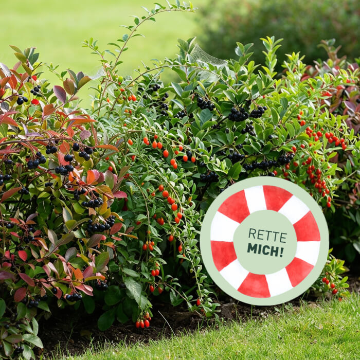 Rette mich: Superfood Beeren-Hecke
