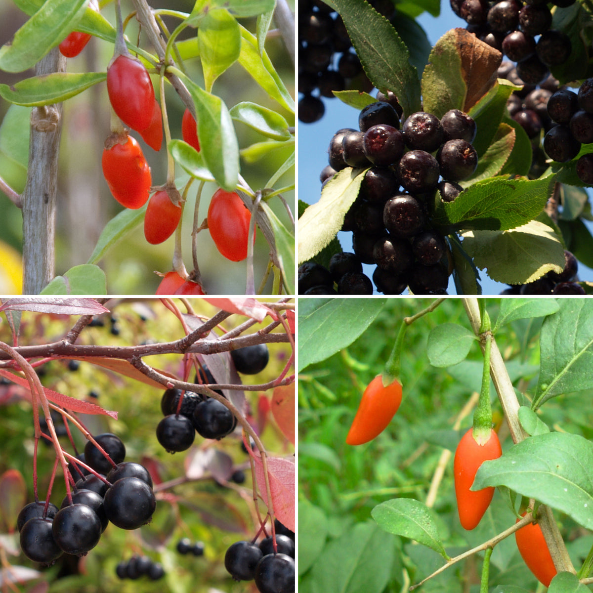 Superfood-Set mit vier Beerensorten