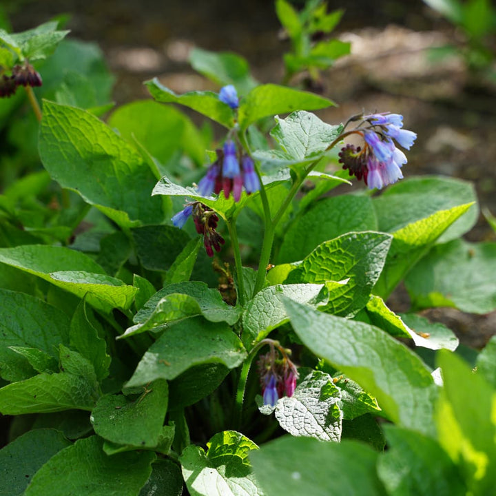 Symphytum grandiflorum 'Hidcote Blue'