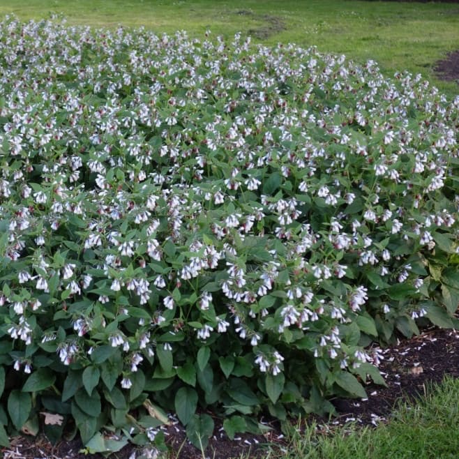Symphytum grandiflorum 'Hidcote Blue'