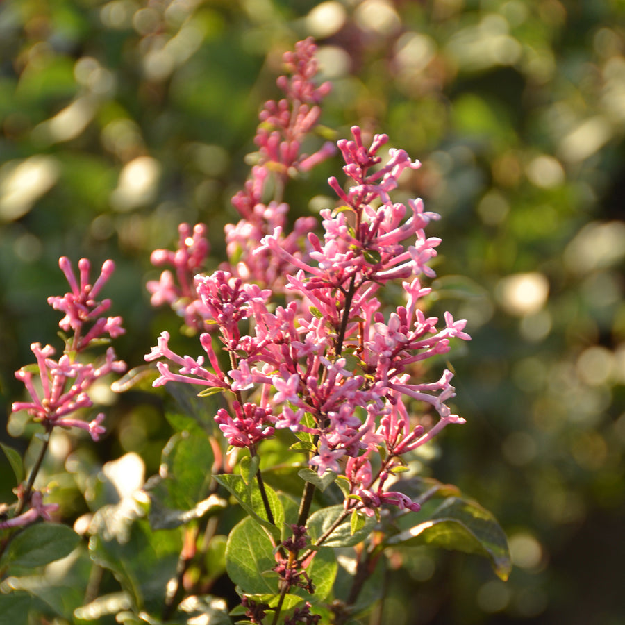 Syringa BLOOMERANG® 'Pink Perfume'
