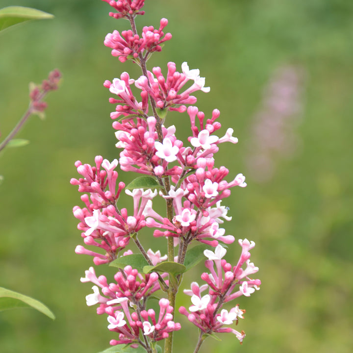 Syringa 'Josée'
