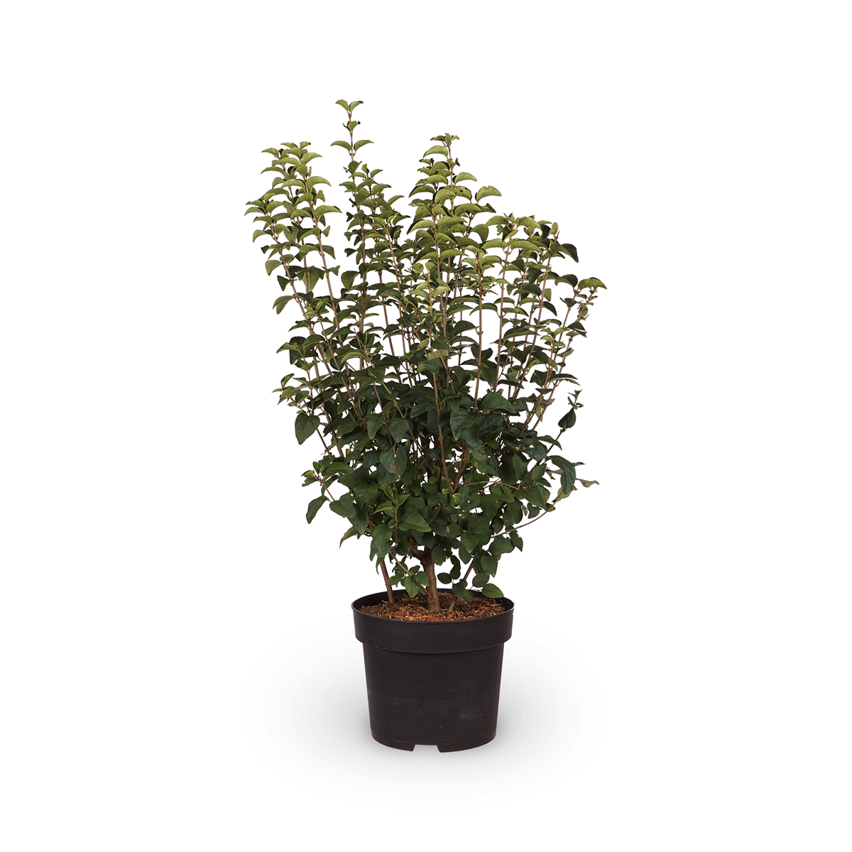 Syringa 'Josée'