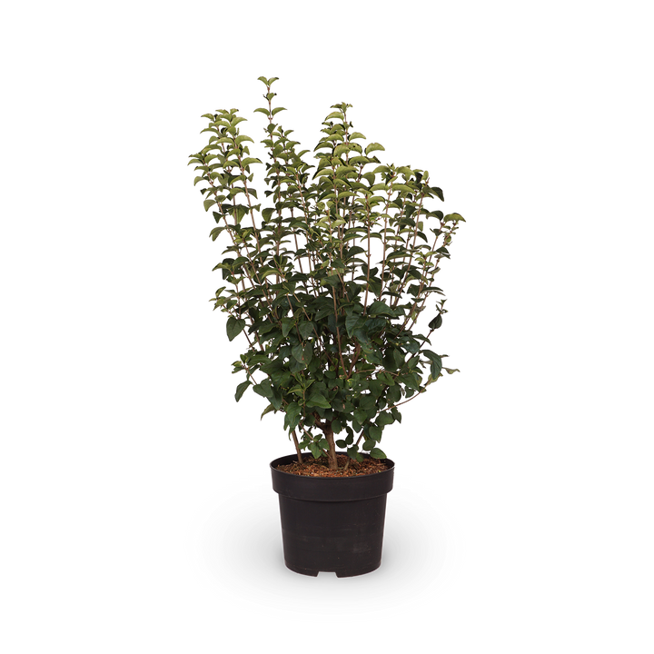 Syringa 'Josée'