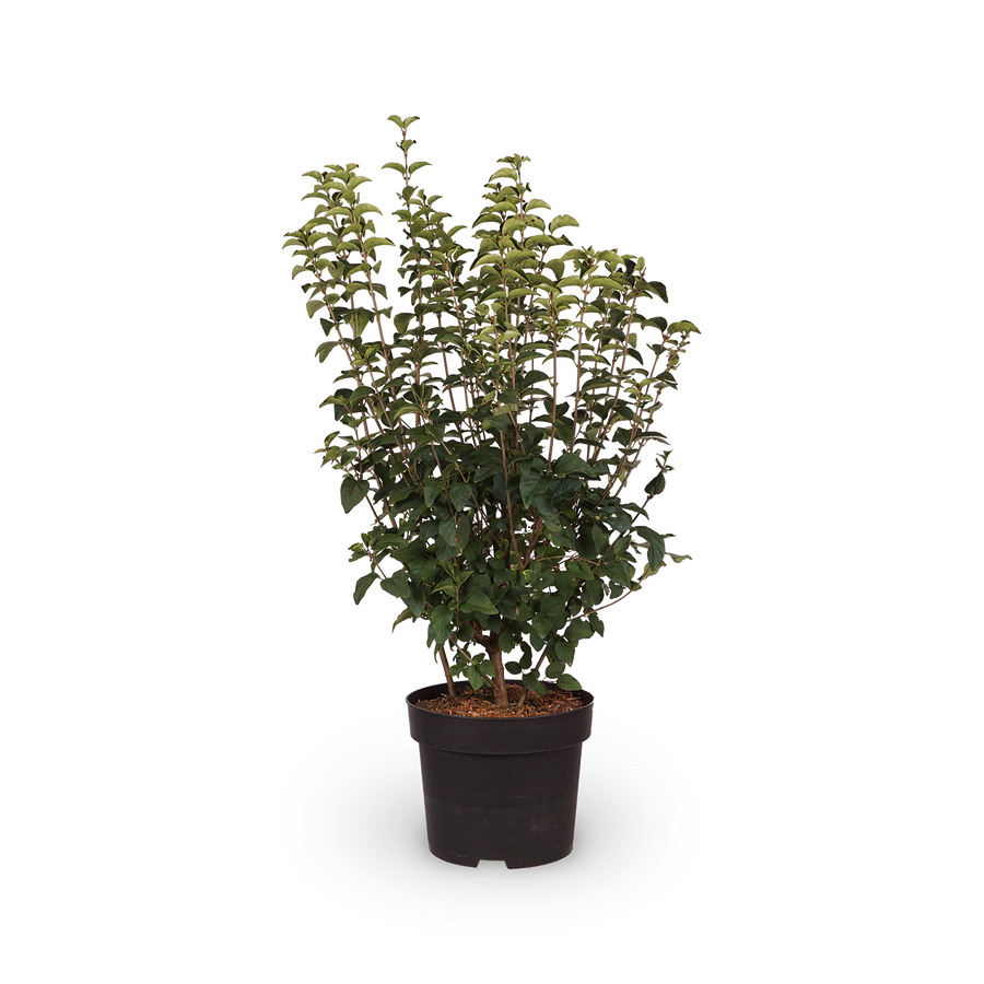 Syringa 'Josée'