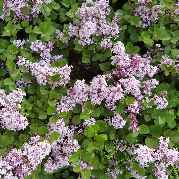 Blüte von Syringa meyeri 'Palibin'