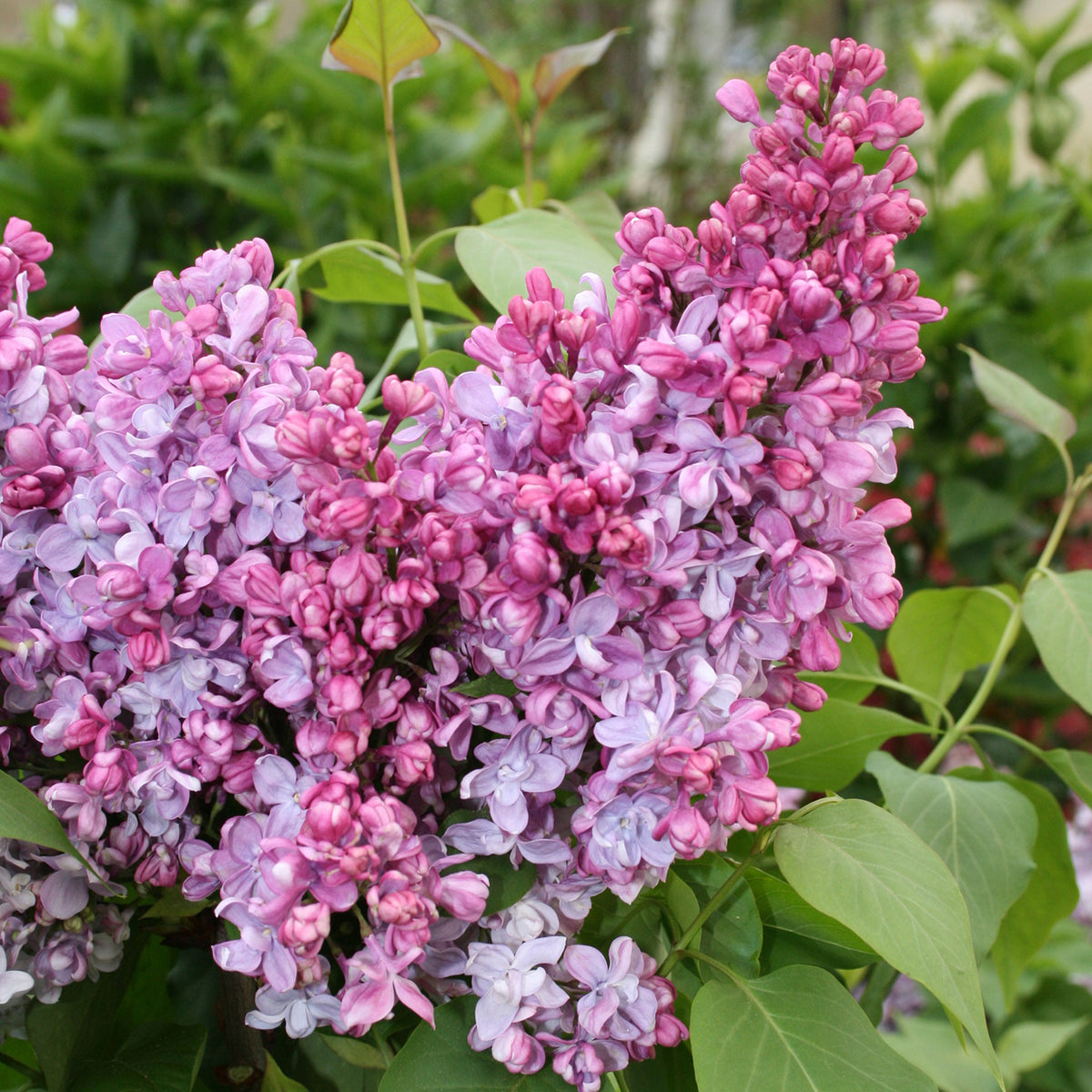 Syringa villosa 'Minuet'