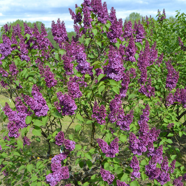 Blühender Syringa vulgaris 'Andenken an Ludwig Späth'