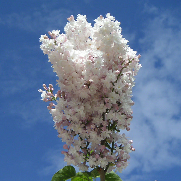 Syringa vulgaris 'Beauty of Moscow'