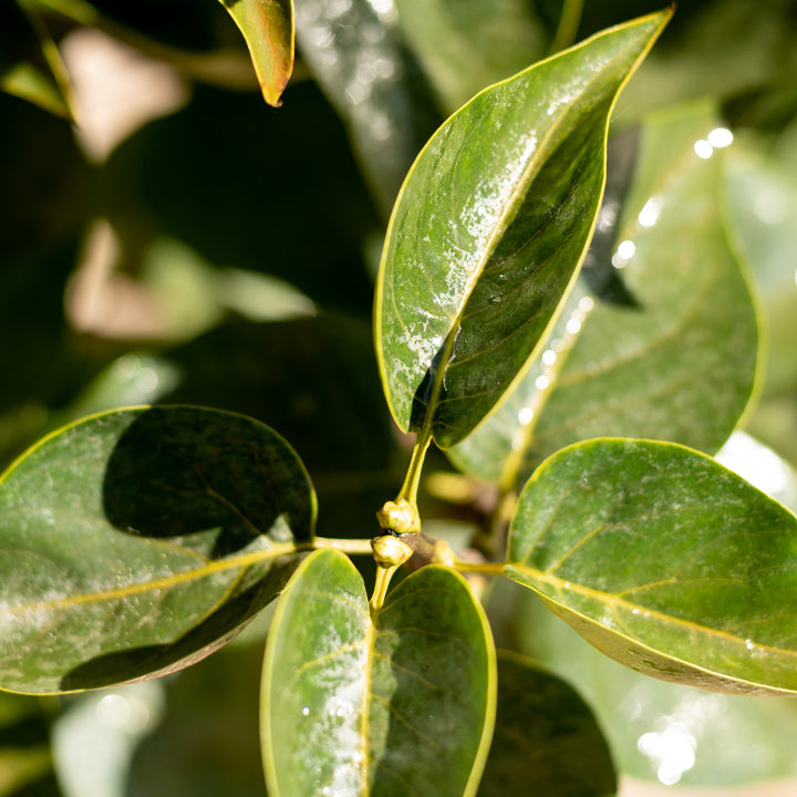 Blätter von Syringa vulgaris 'Madame Lemoine'
