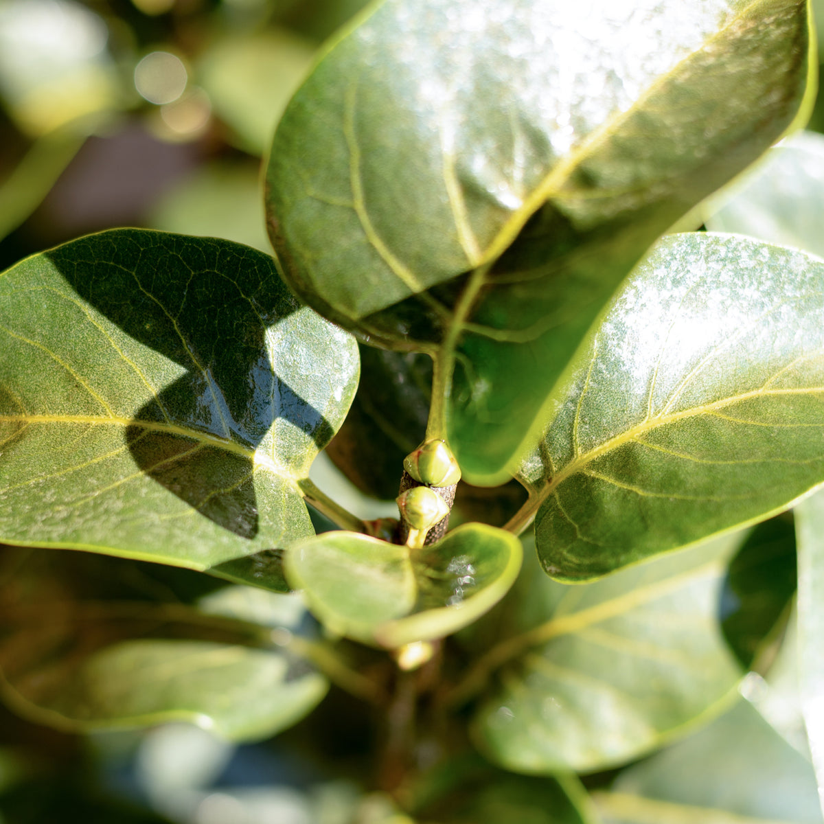 Blätter des Syringa vulgaris 'Michel Buchner'