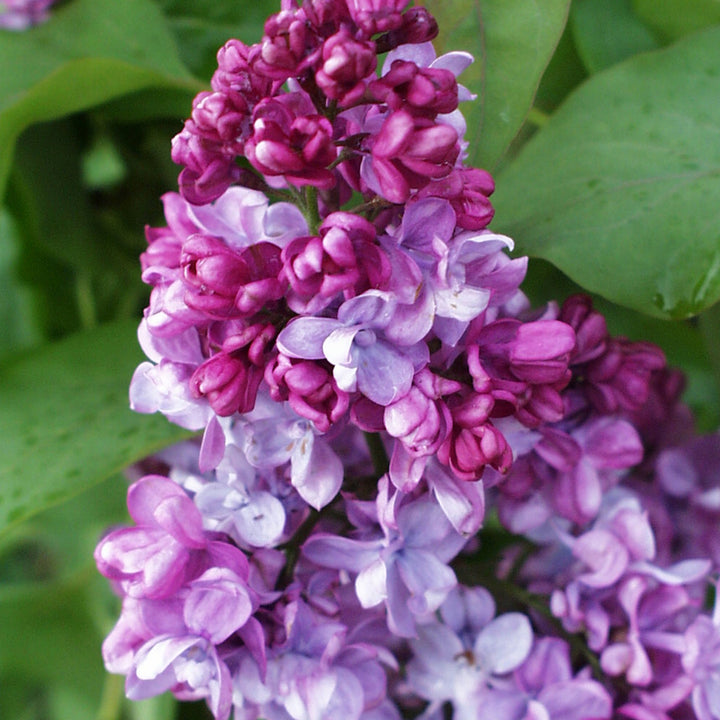 Syringa vulgaris 'Prince Wolkonsky'