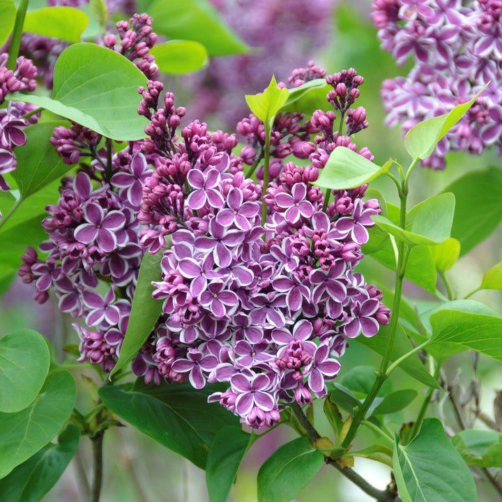 Syringa vulgaris 'Sensation'