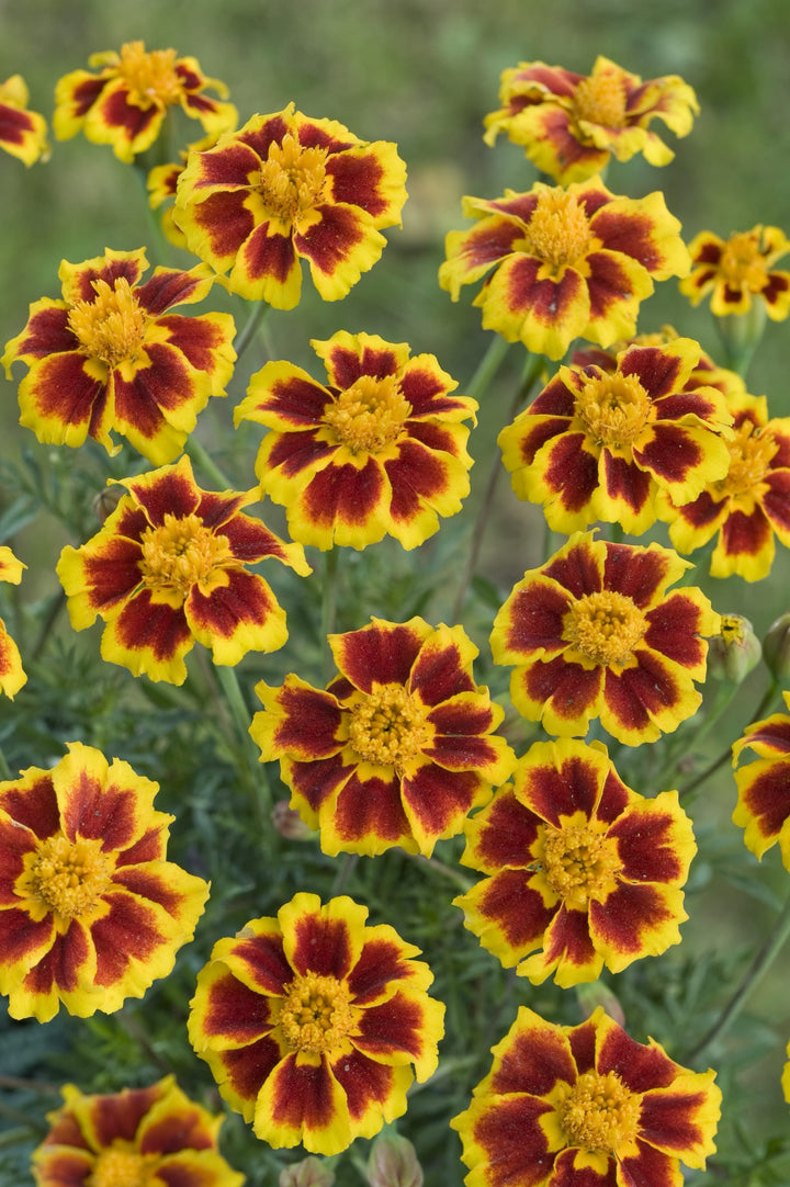 Tagetes patula 'Ehrenlegion'