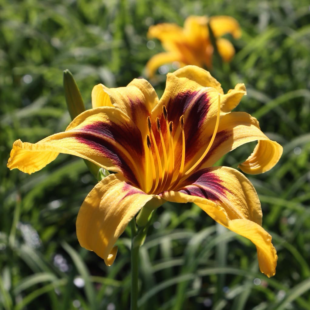 Taglilie 'Bonanza' Gelb