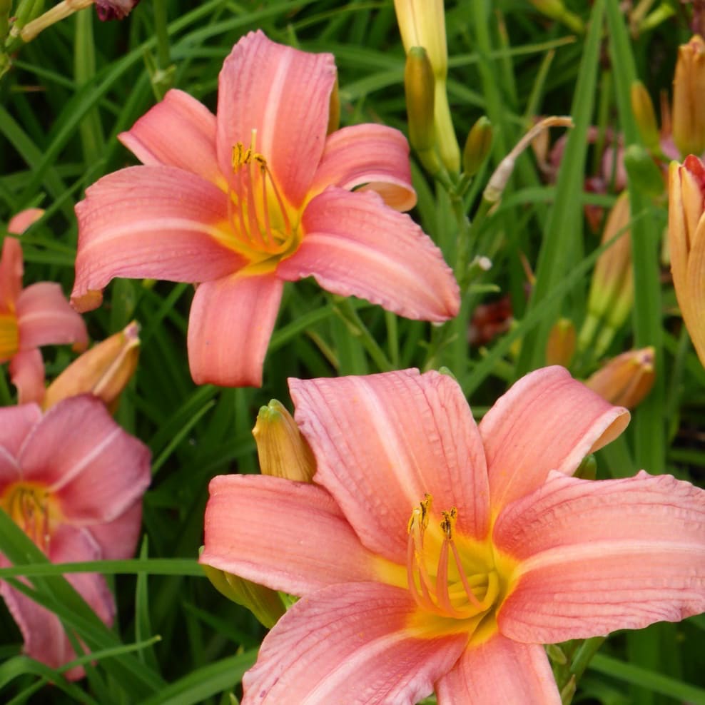 Taglilie 'Pink Damask' Rosa