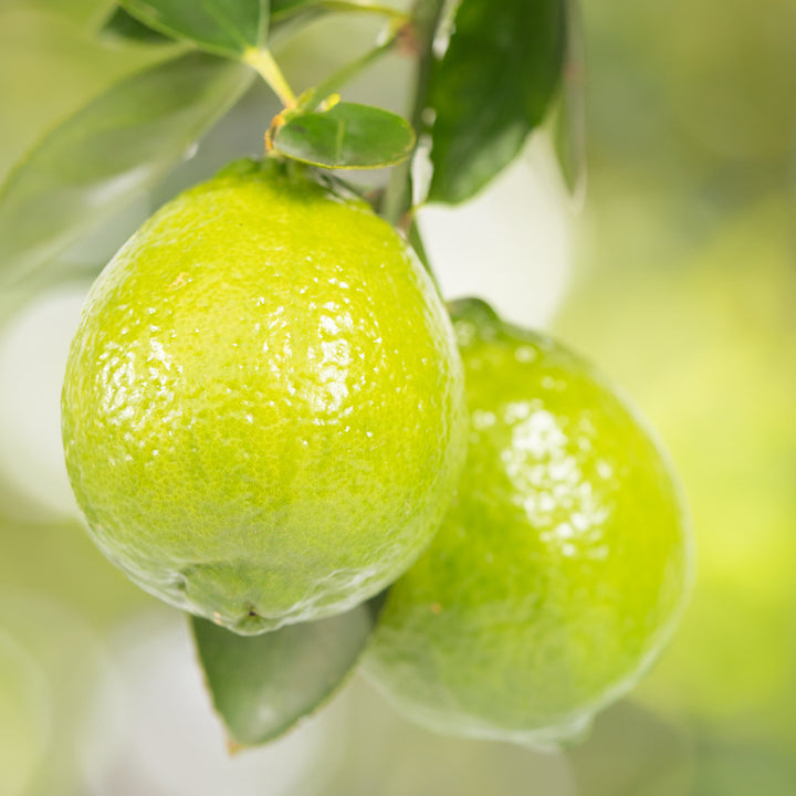 Frucht der Tahiti-Limette LIME TIME®