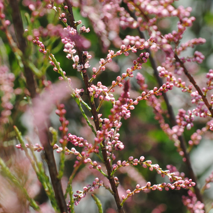 Tamarix parviflora