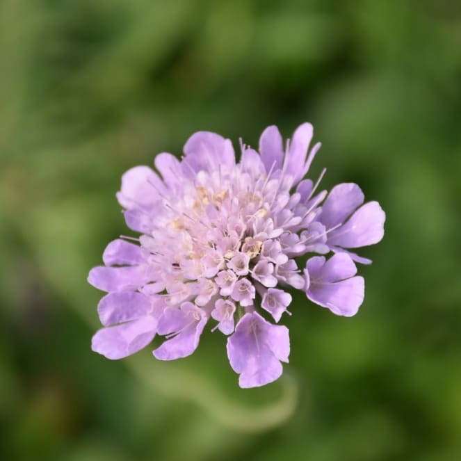 Tauben-Scabiose Purpur
