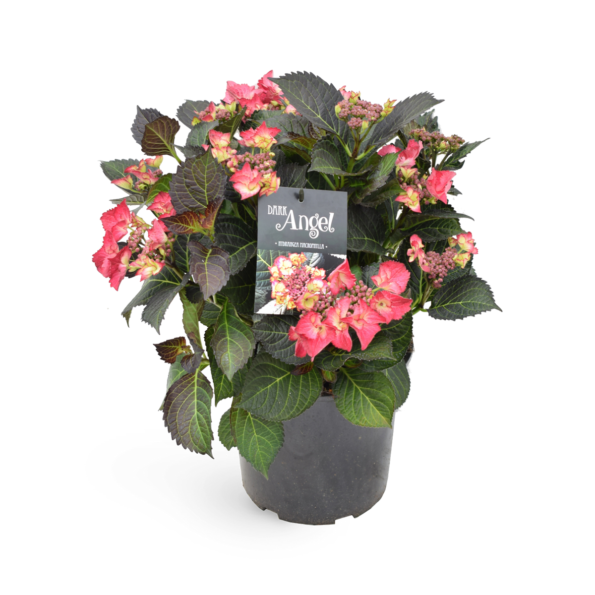 Tellerhortensie 'Dark Angel'® Rot