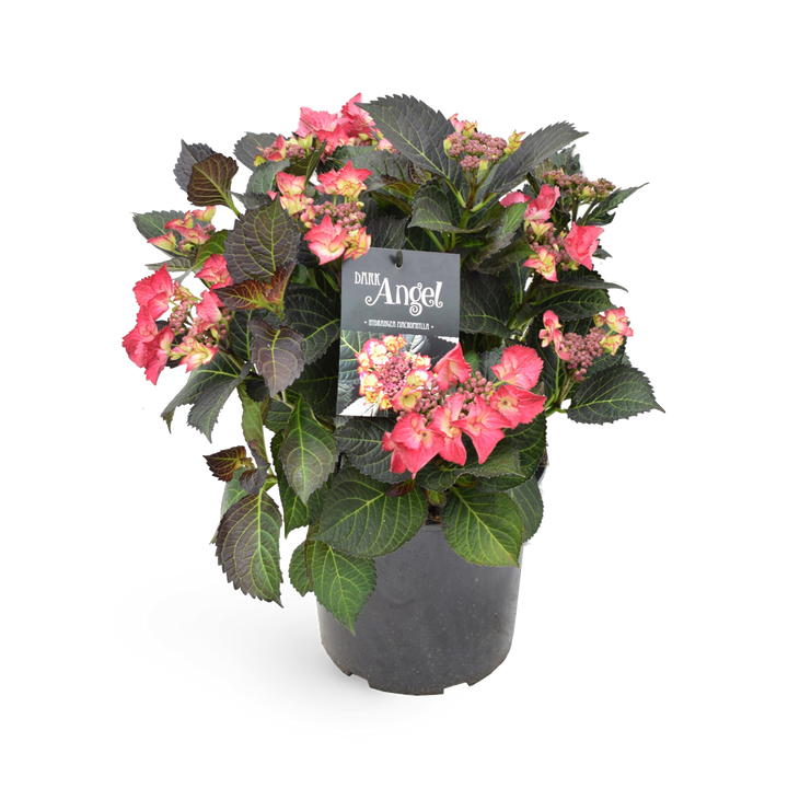 Tellerhortensie 'Dark Angel'® Rot