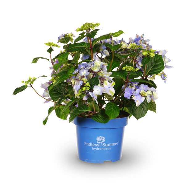Tellerhortensie Endless Summer® 'Pop Star'® Blau