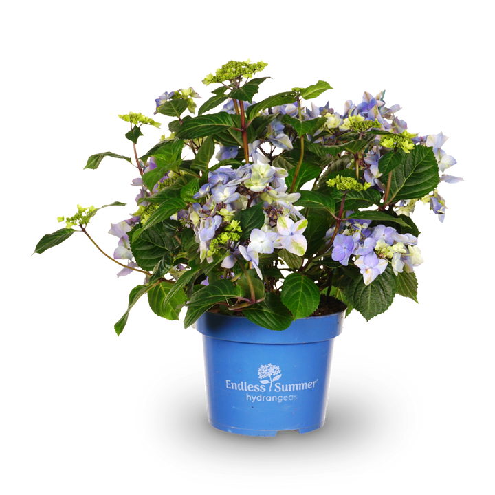 Tellerhortensie Endless Summer® 'Pop Star'® Blau