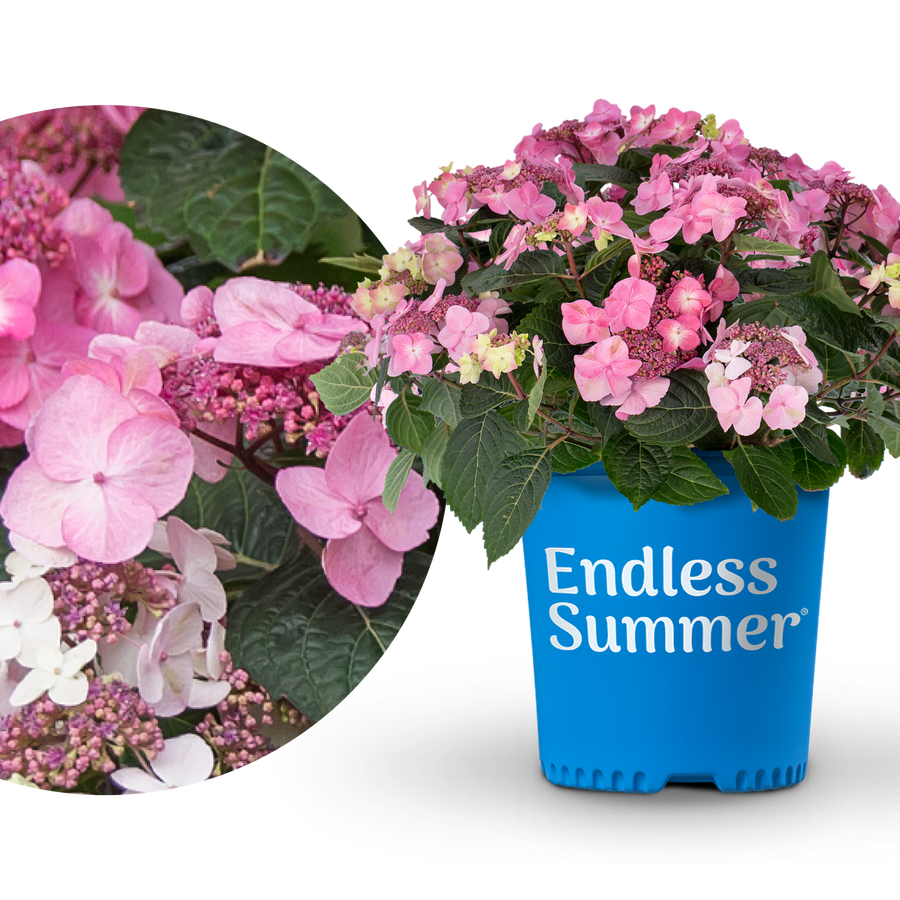 Tellerhortensie Endless Summer® 'Pop Star' Rosa
