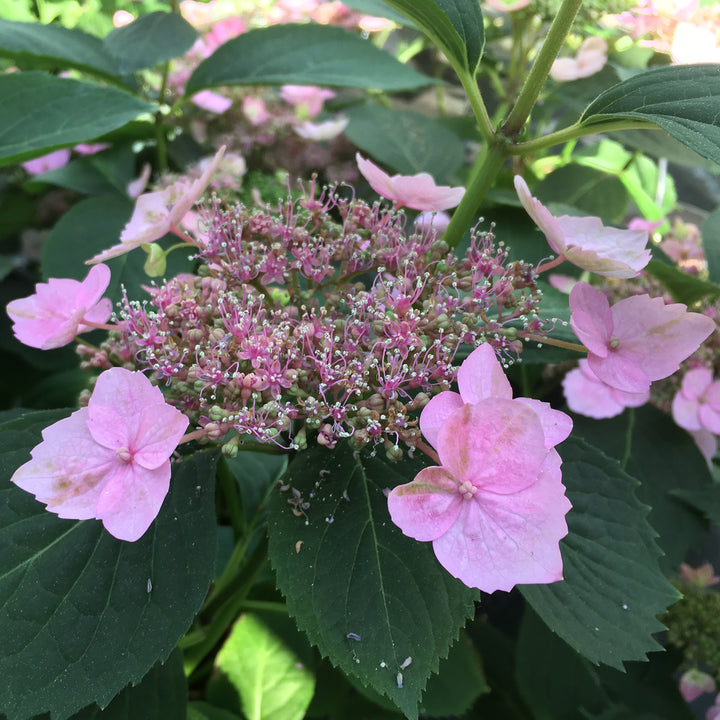 Blüte der Tellerhortensie 'Magic Pillow'