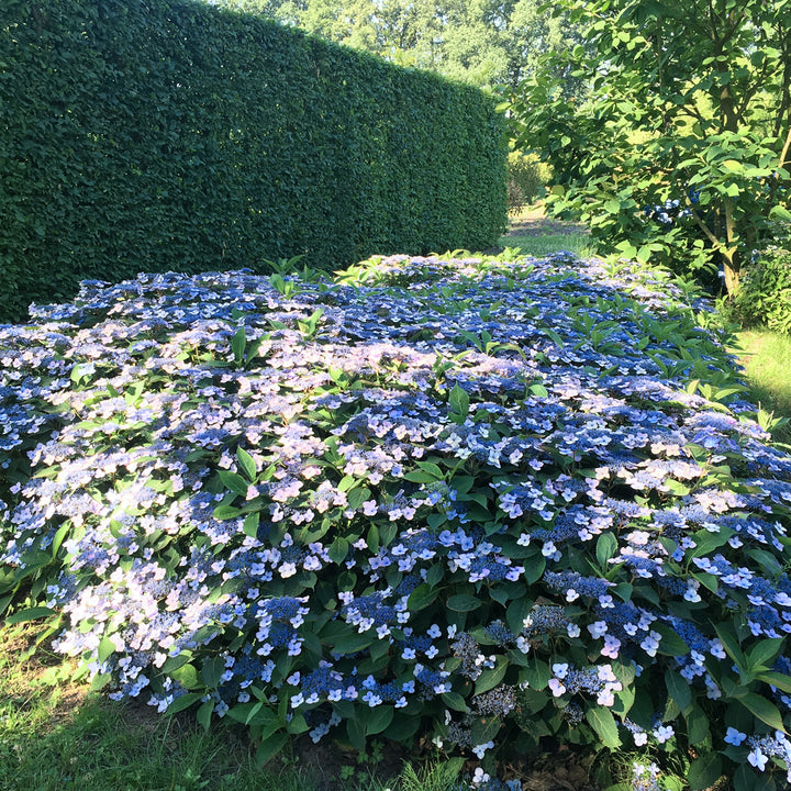 Tellerhortensie 'Magic Pillow' im Garten