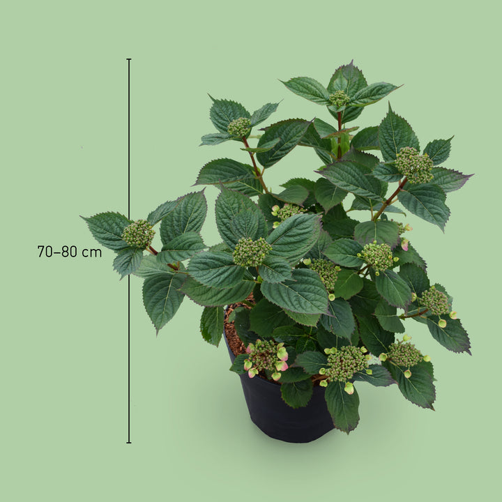 Größe der Tellerhortensie 'Magic Pillow'