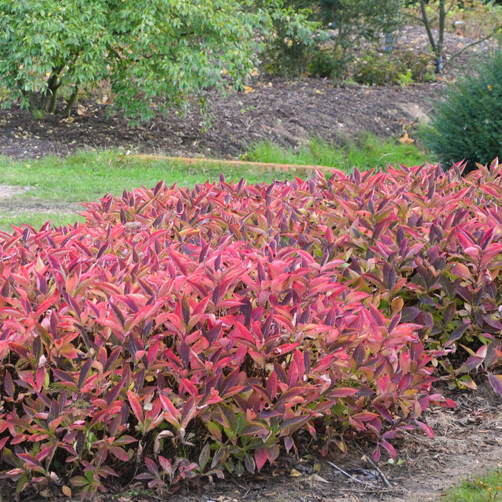 Herbstfärbung der Tellerhortensie 'Magic Pillow'