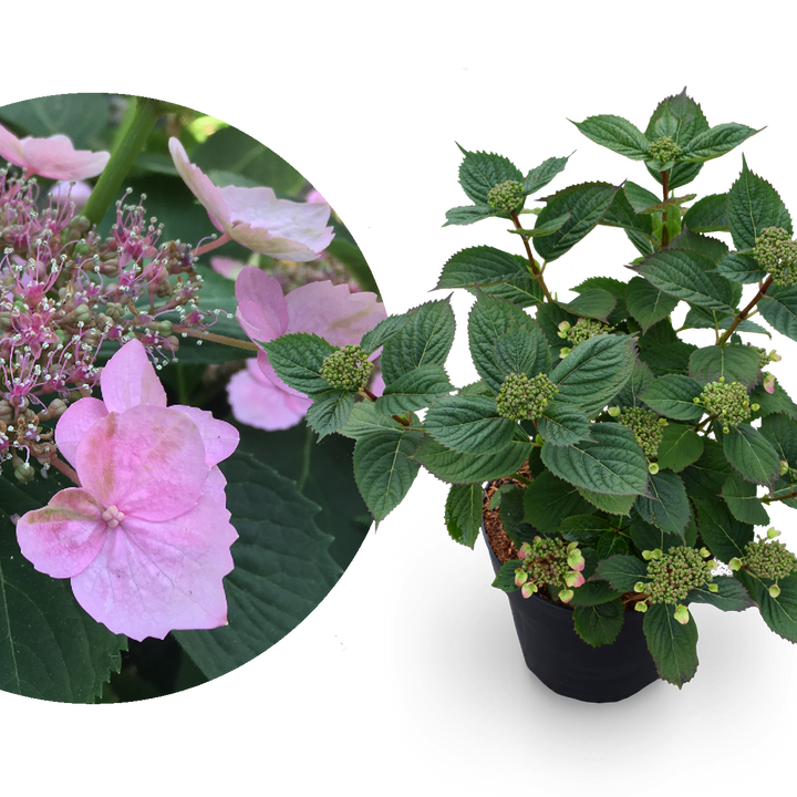 Tellerhortensie 'Magic Pillow' Rosa