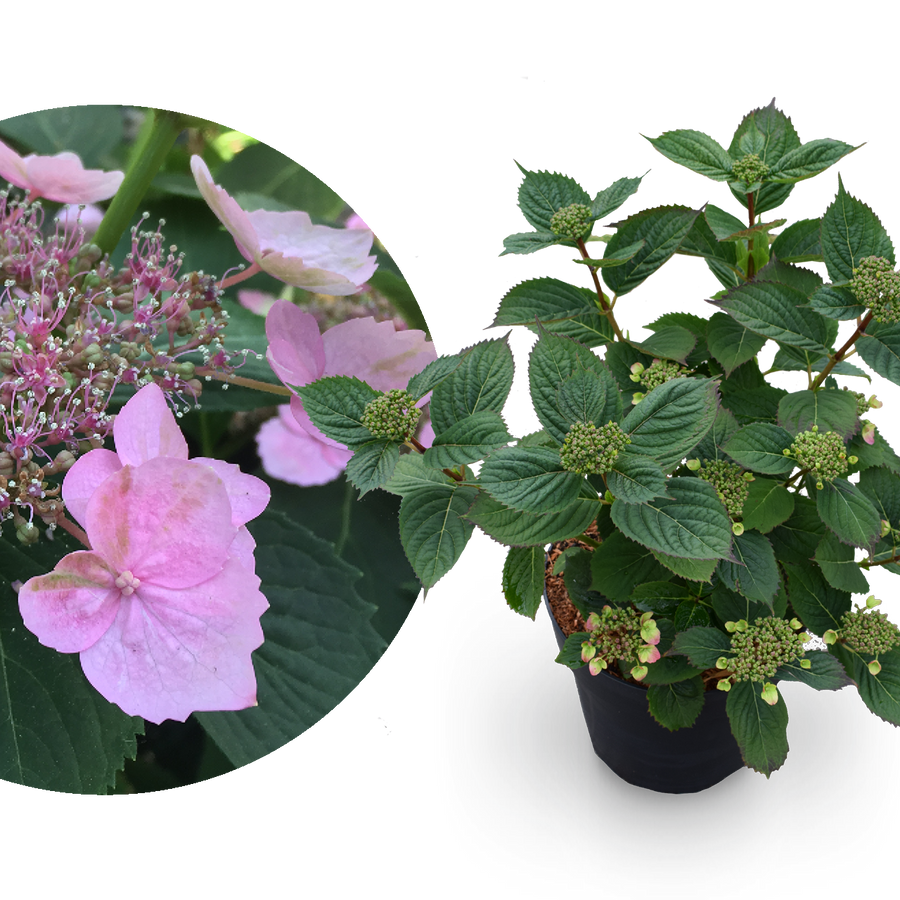 Tellerhortensie 'Magic Pillow' Rosa